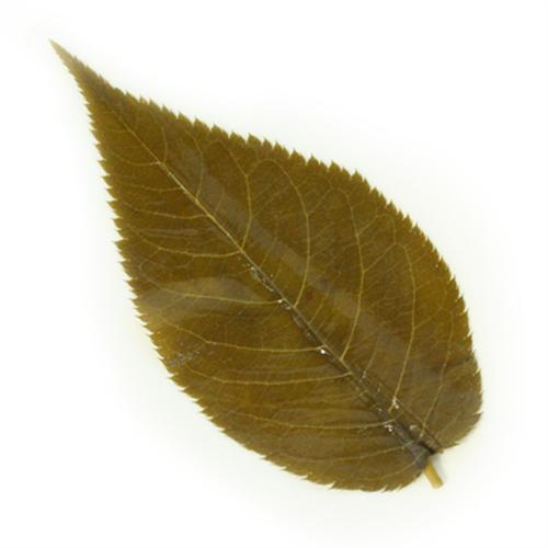 Yamashin - Feuilles de Cerisier salée 124g (50Pcs)